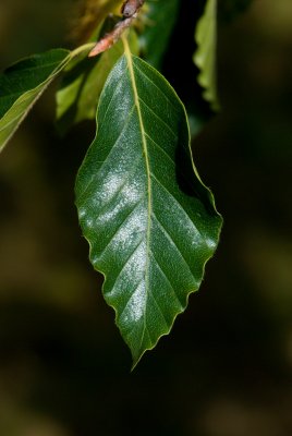 Fagus grandifolia 'Caroliniana' - buk velkolistý - list léto